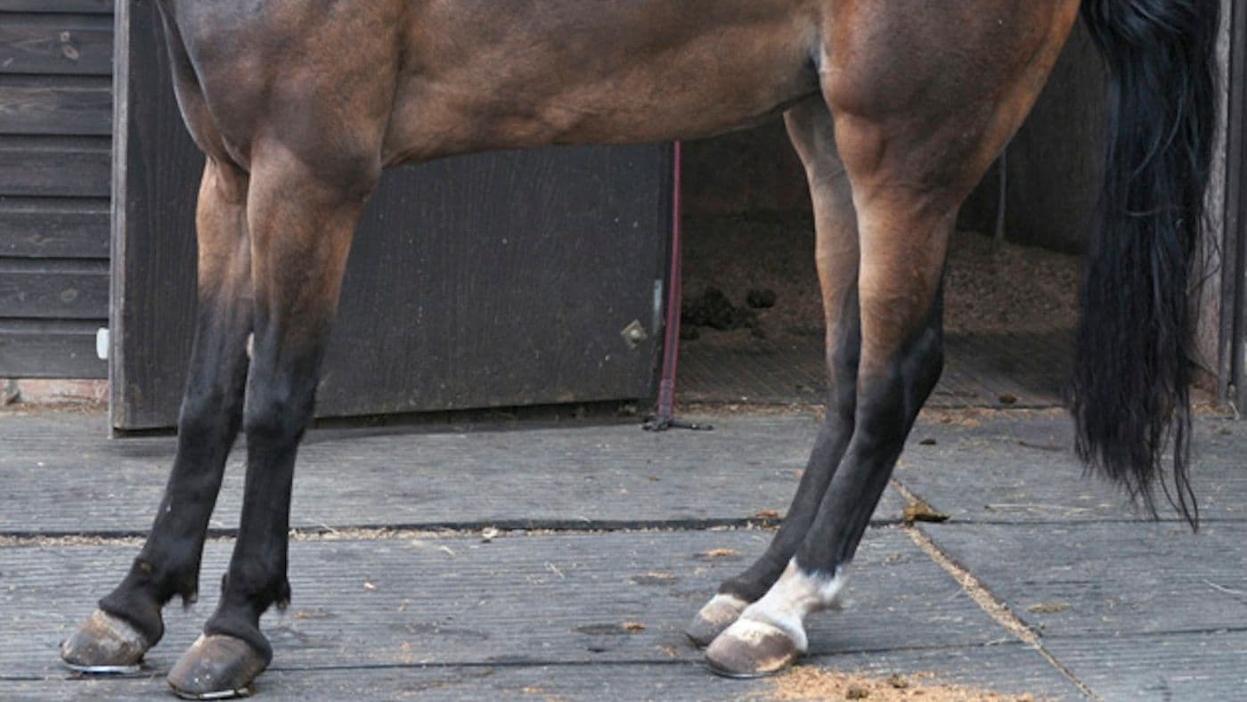 Proteja Seus Cavalos da Laminite: Boas Práticas para Prevenção