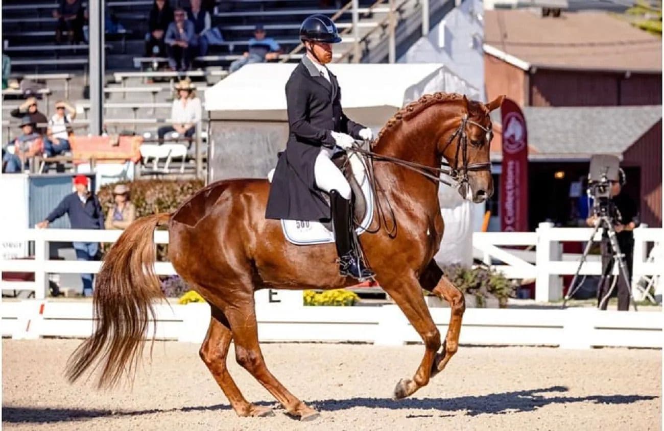 Cavalos e Suas Origens: A Nobreza do Cavalo Trakehner