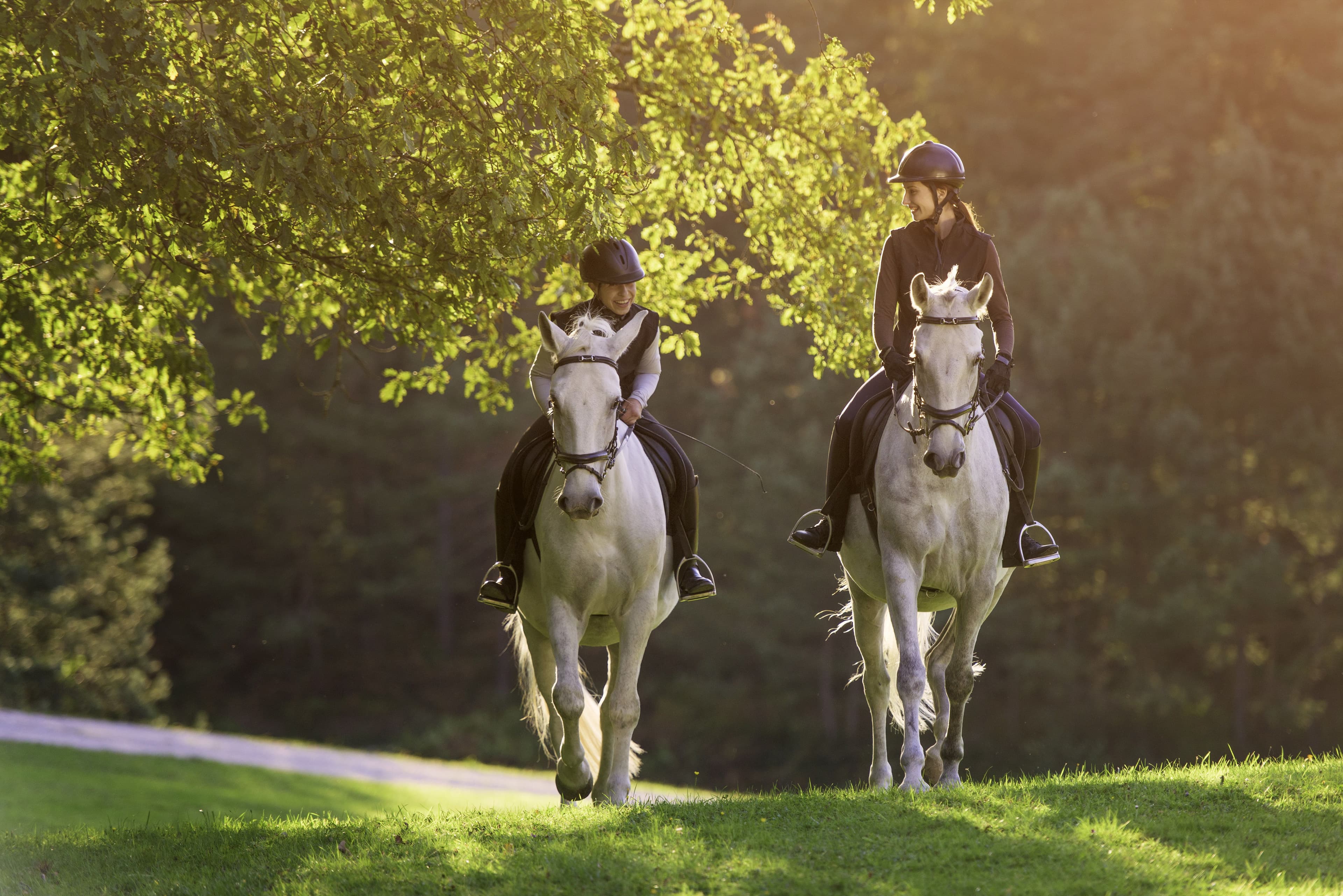 Esportes Equestres para Iniciantes: Comece Sua Jornada no Mundo Equestre