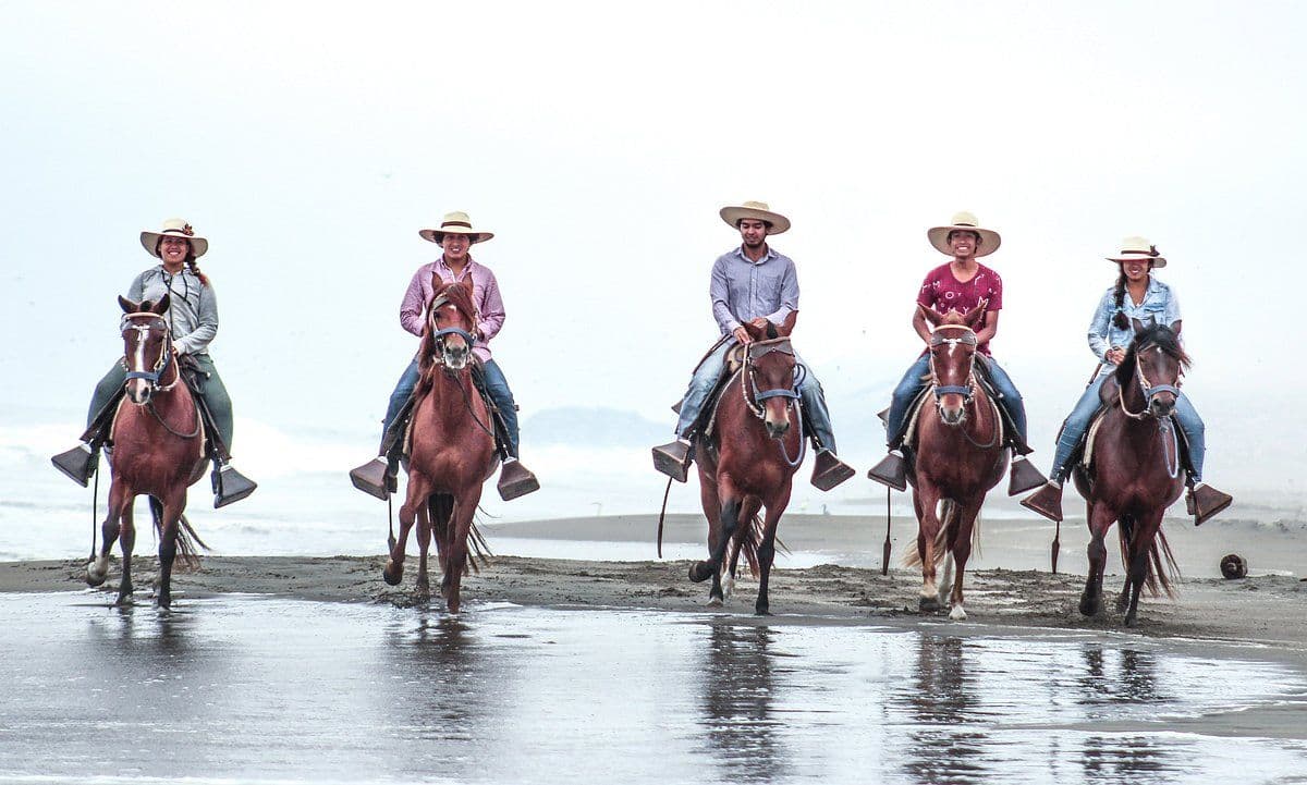 Cavalos e Suas Origens: A Graça do Cavalo Paso Peruano