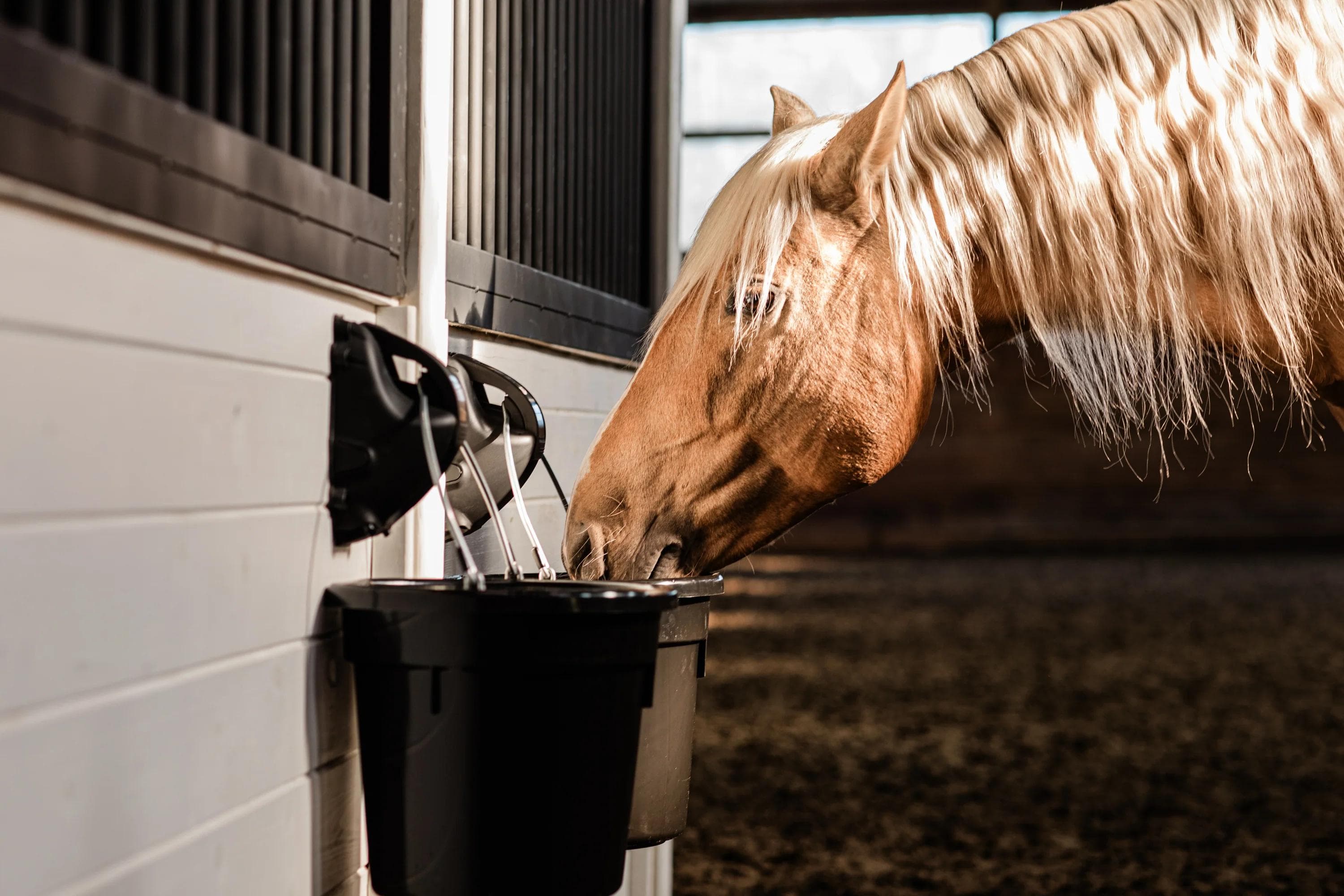 A Importância da Água na Saúde do Cavalo: Quanto e Como Oferecer?