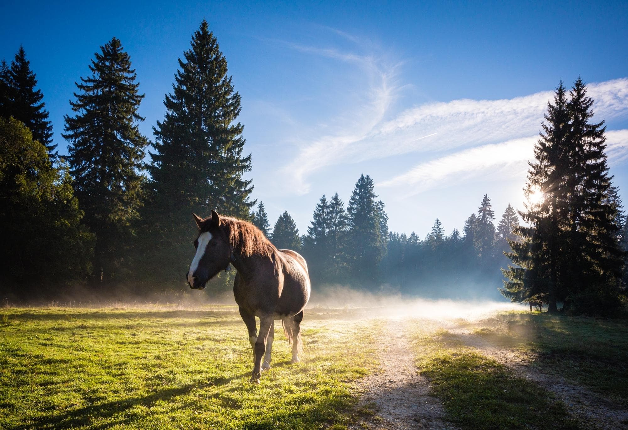 Cavalos e Suas Origens: Franches-Montagnes, o Cavalo Suíço das Montanhas