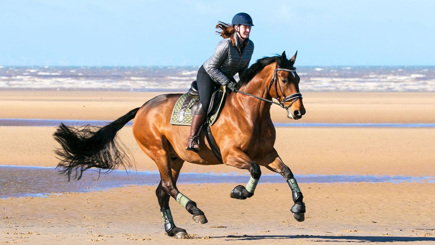 Cavalos e Suas Origens: A História e Evolução da Raça Cleveland Bay