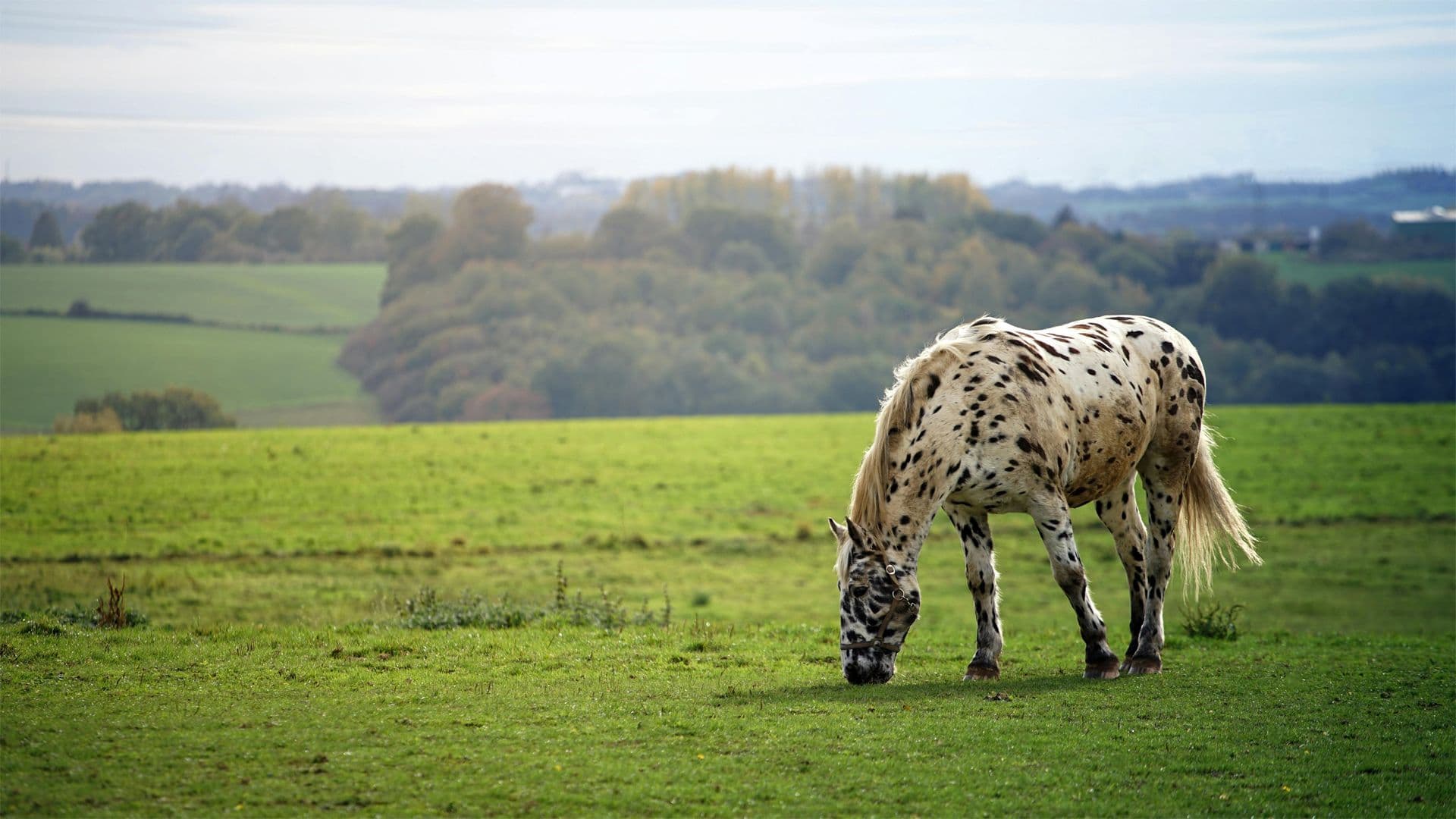 Cavalos e Sustentabilidade: Como a Criação Pode Ser Mais Ecológica