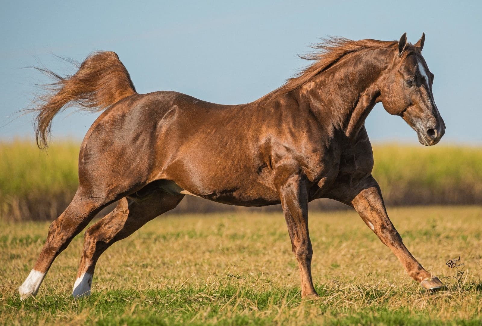Cavalos e Suas Origens: Quarto de Milha - Origem e Domínio em Velocidade
