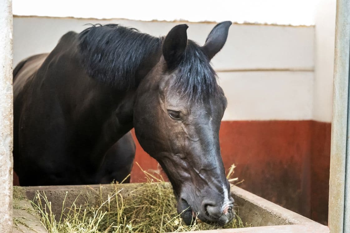 Cuidados Alimentares para Cavalos Idosos: Garantindo Saúde e Longevidade