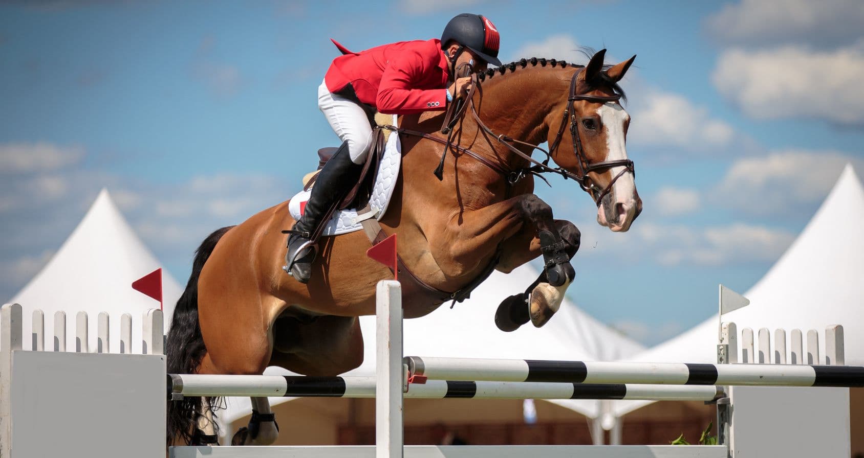 Cavalos e Suas Origens: O Cavalo Brasileiro de Hipismo