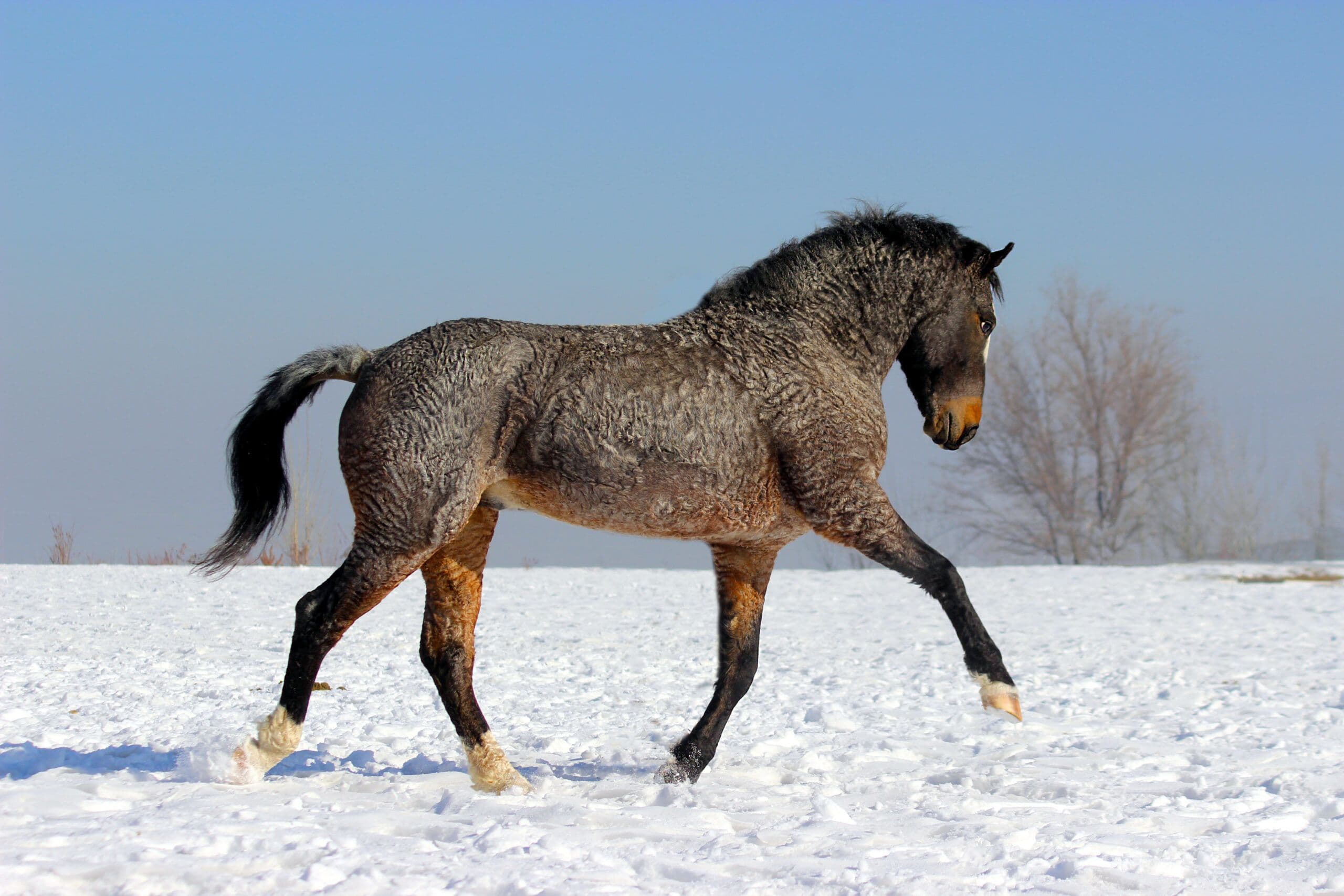 Cavalos e Suas Origens: A Singularidade do Bashkir Curly