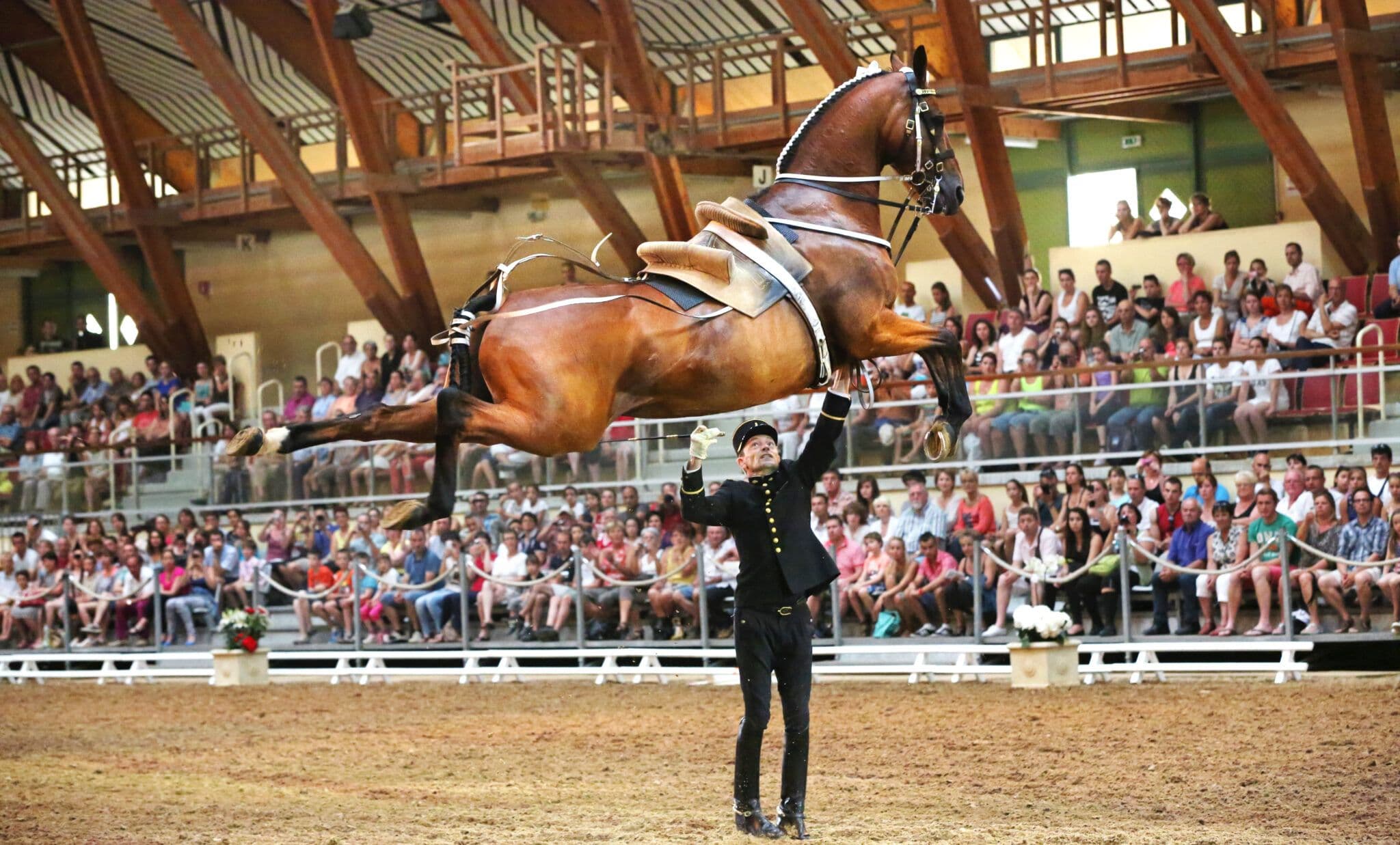 Cavalos e Suas Origens: A Importância do Sela Francês no Hipismo Mundial
