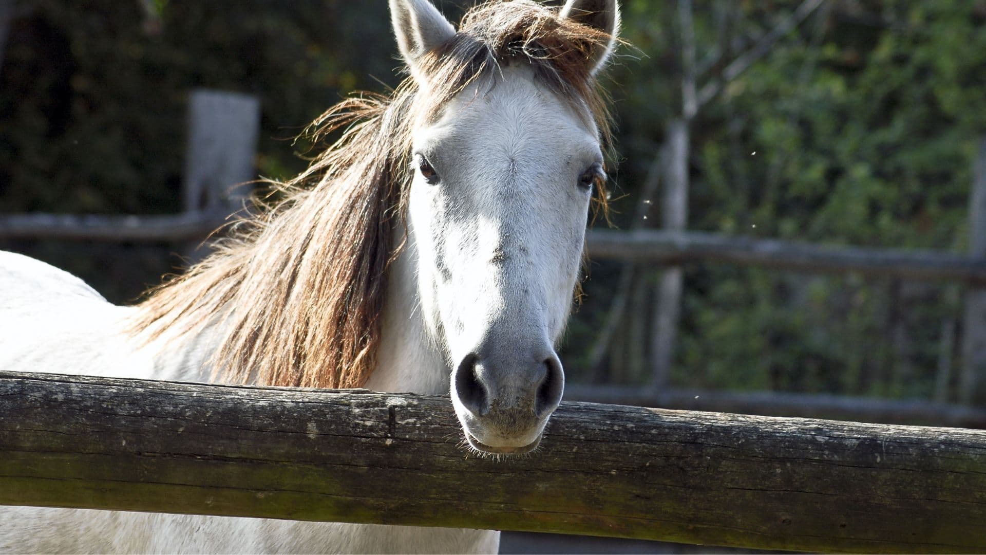 Como Proteger seu Cavalo das Úlceras: Dicas de Prevenção e Cuidados