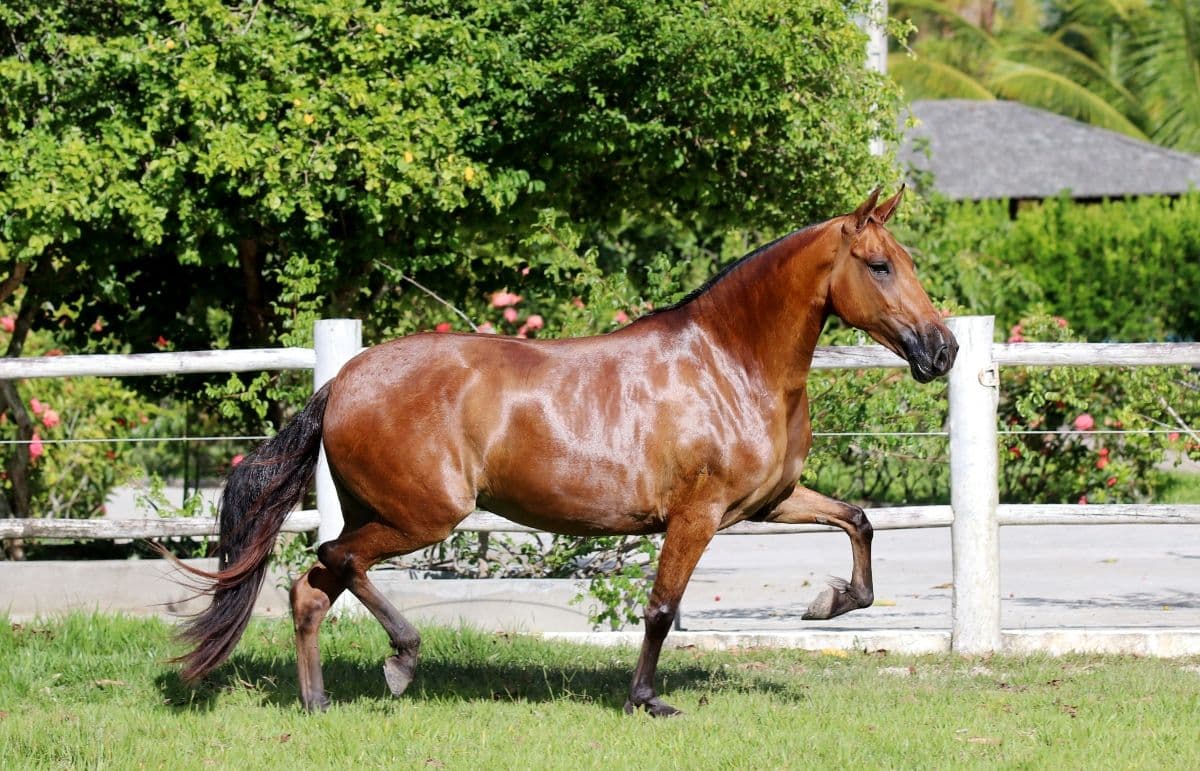 Cavalos e Suas Origens: A Elegante Raça Campolina
