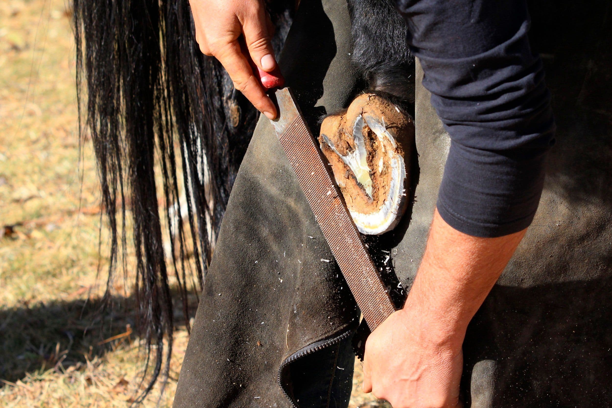 Como Realizar o Casqueamento de Cavalos e Manter os Cascos Saudáveis