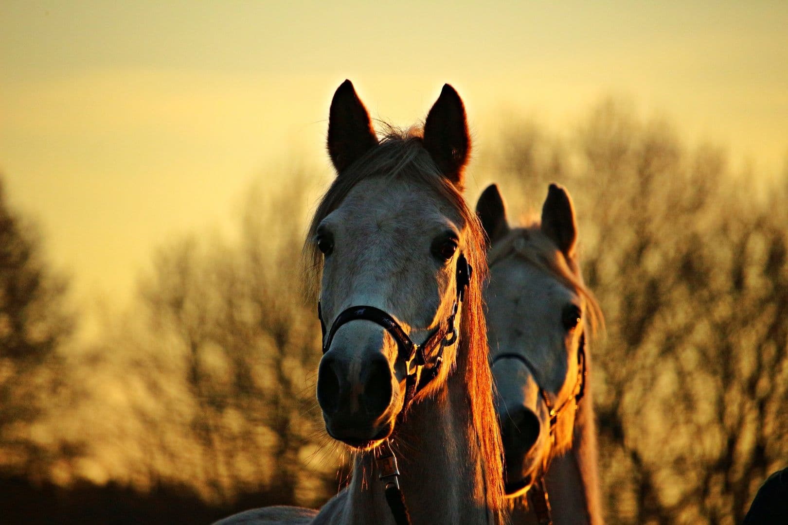 Cavalos: 5 Curiosidades Fascinantes que Você Provavelmente Não Sabia
