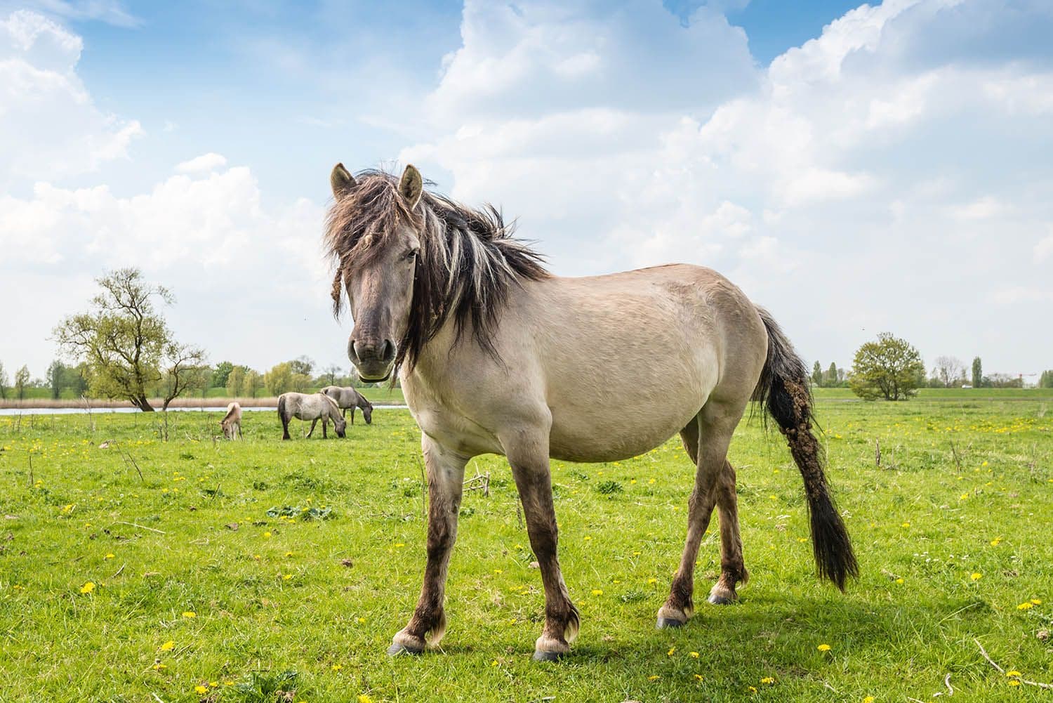 Cavalos e Suas Origens: A Fascinante Raça Konik