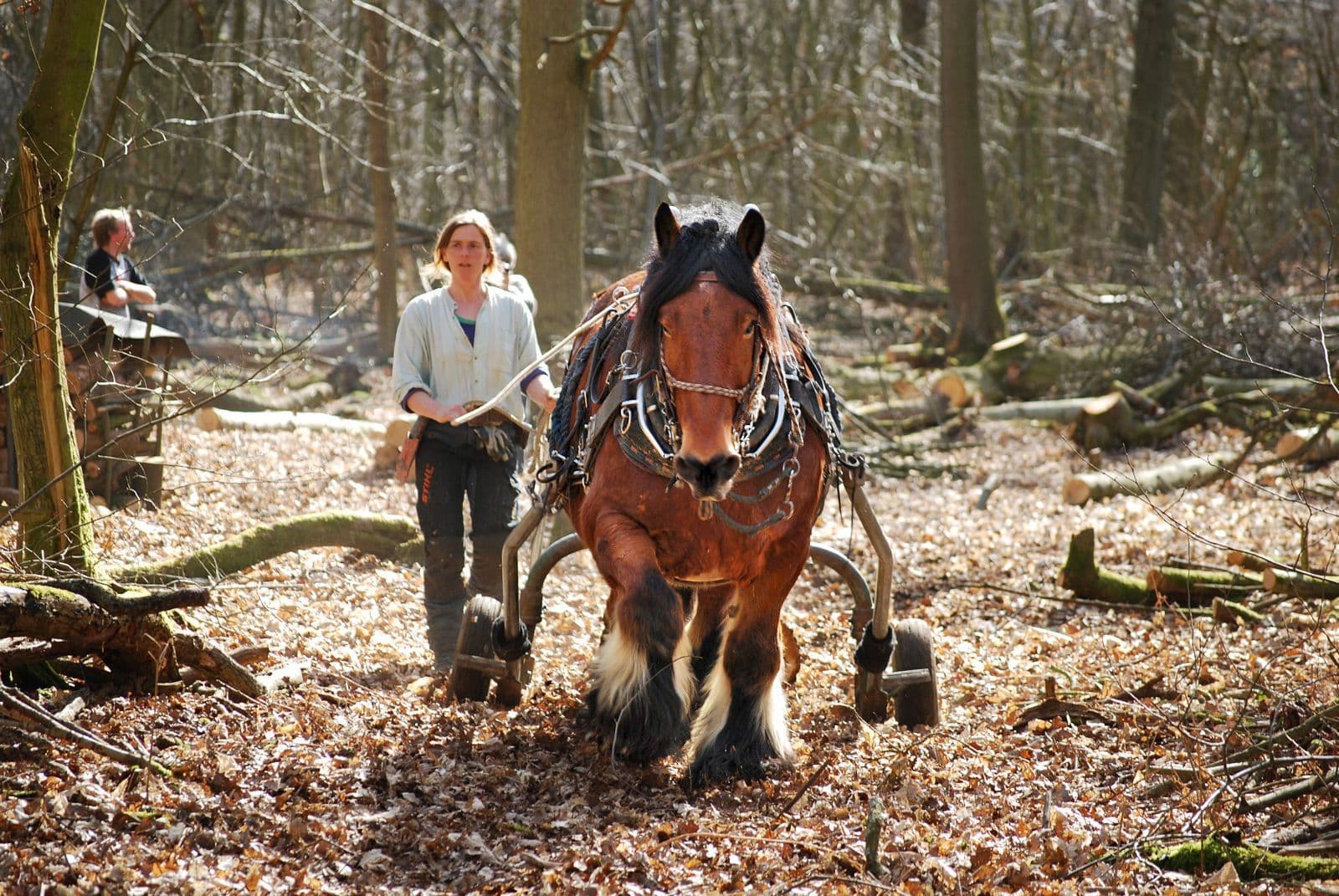 Cavalos e Suas Origens: A Resiliência do Cavalo Ardennes