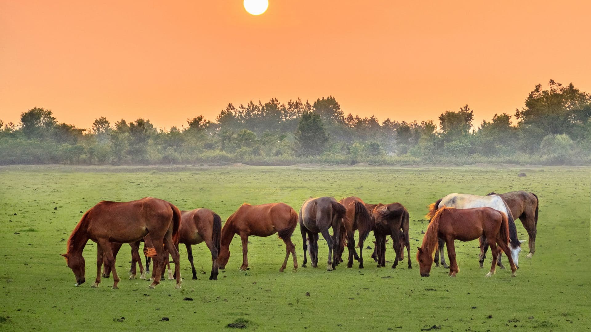 Cavalos e Suas Origens: O Enigmático Legado do Antigo Cavalo Caspian