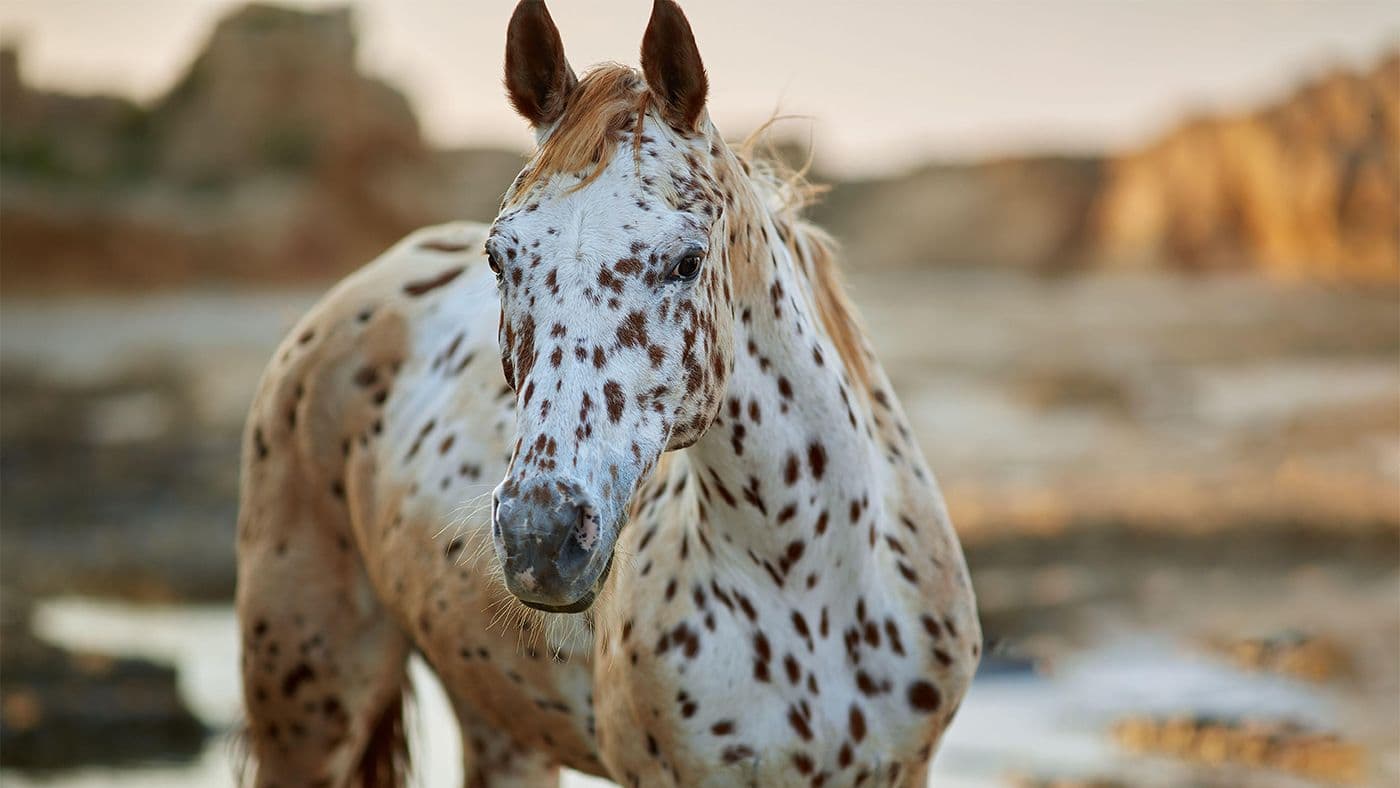Cavalos e suas Origens: A História e as Características do Cavalo Appaloosa