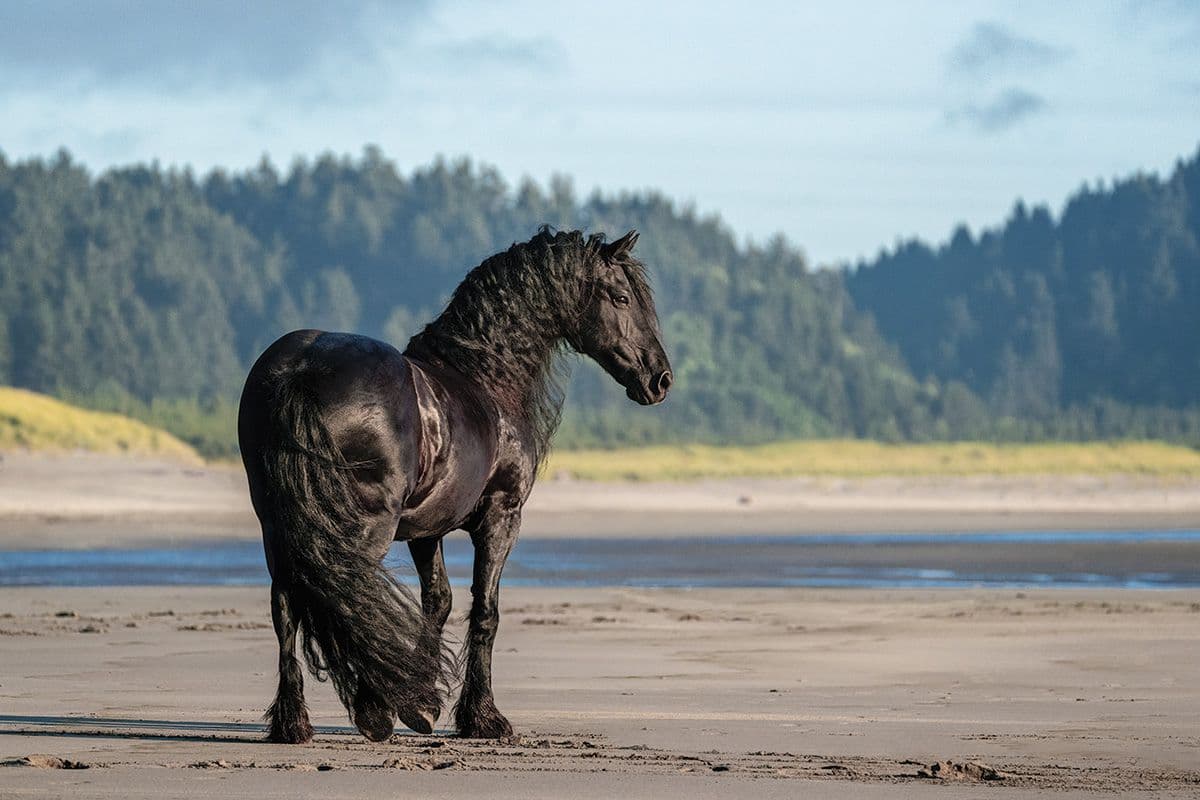 Cavalos e Suas Origens: Frísio - História e Características Distintivas