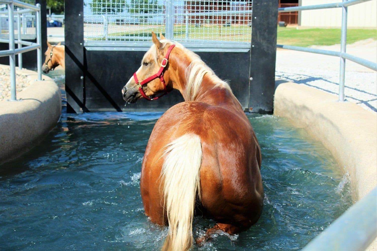 Hidroterapia para Cavalos: Como Funciona, Benefícios e Aplicações Práticas