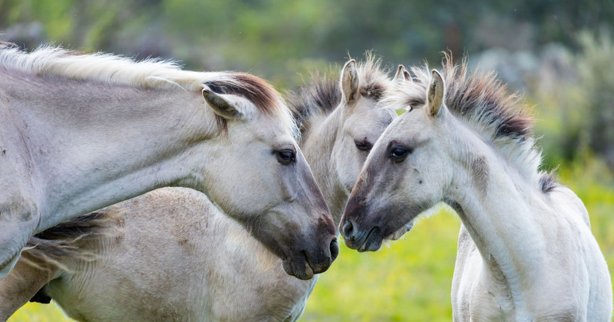 Cavalos e Suas Origens: Conheça o Sorraia, a Raça Primitiva da Península Ibérica