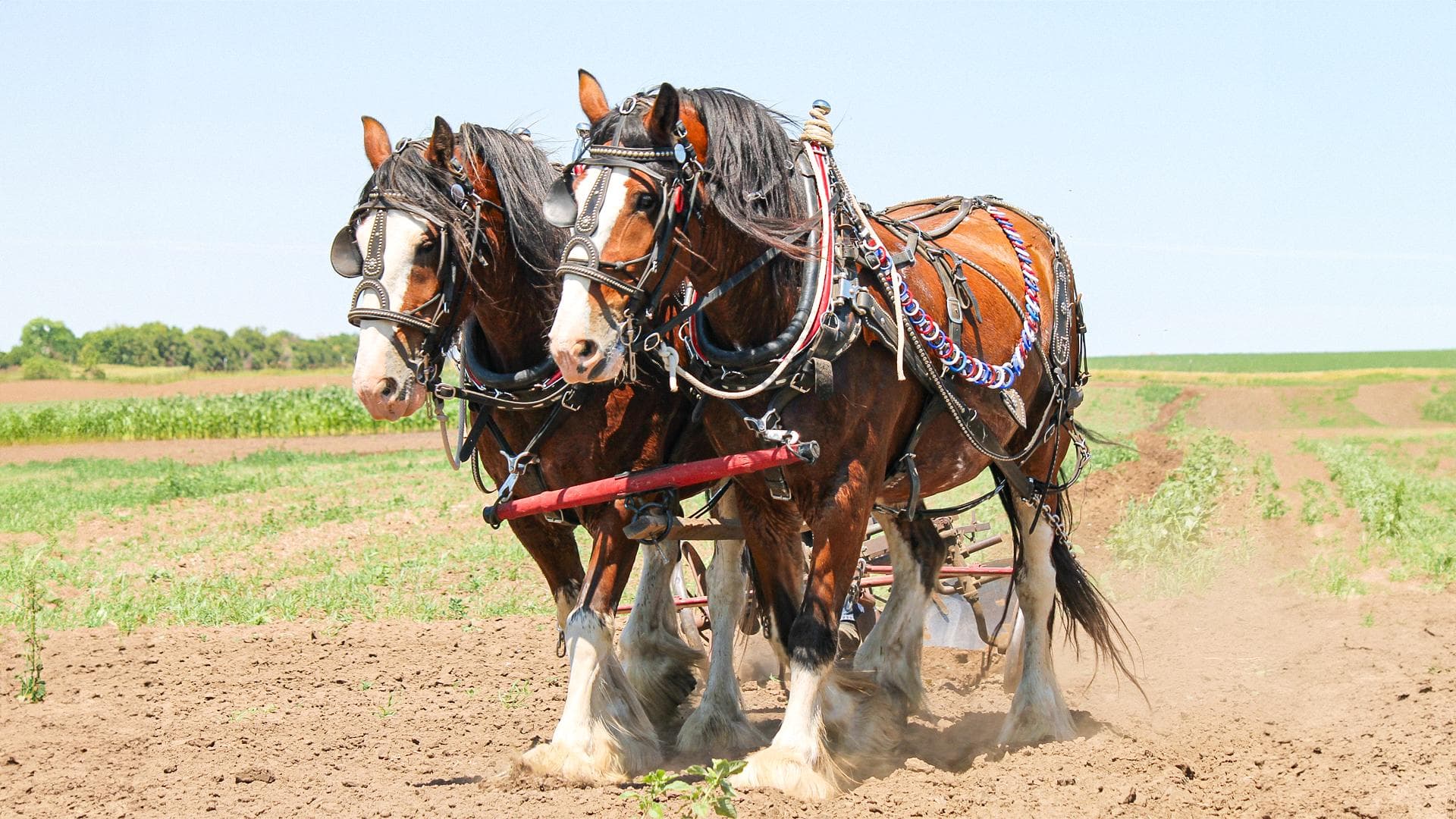 Cavalos de Trabalho vs. Cavalos de Esporte: Diferenças Essenciais e Como Escolher o Ideal
