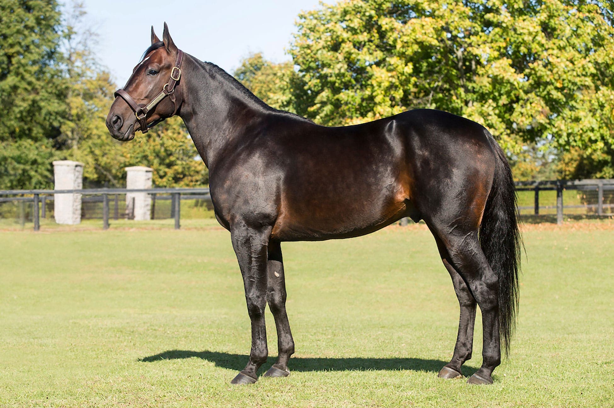 Cavalos e Suas Origens: A Versatilidade do Cavalo Standardbred Americano