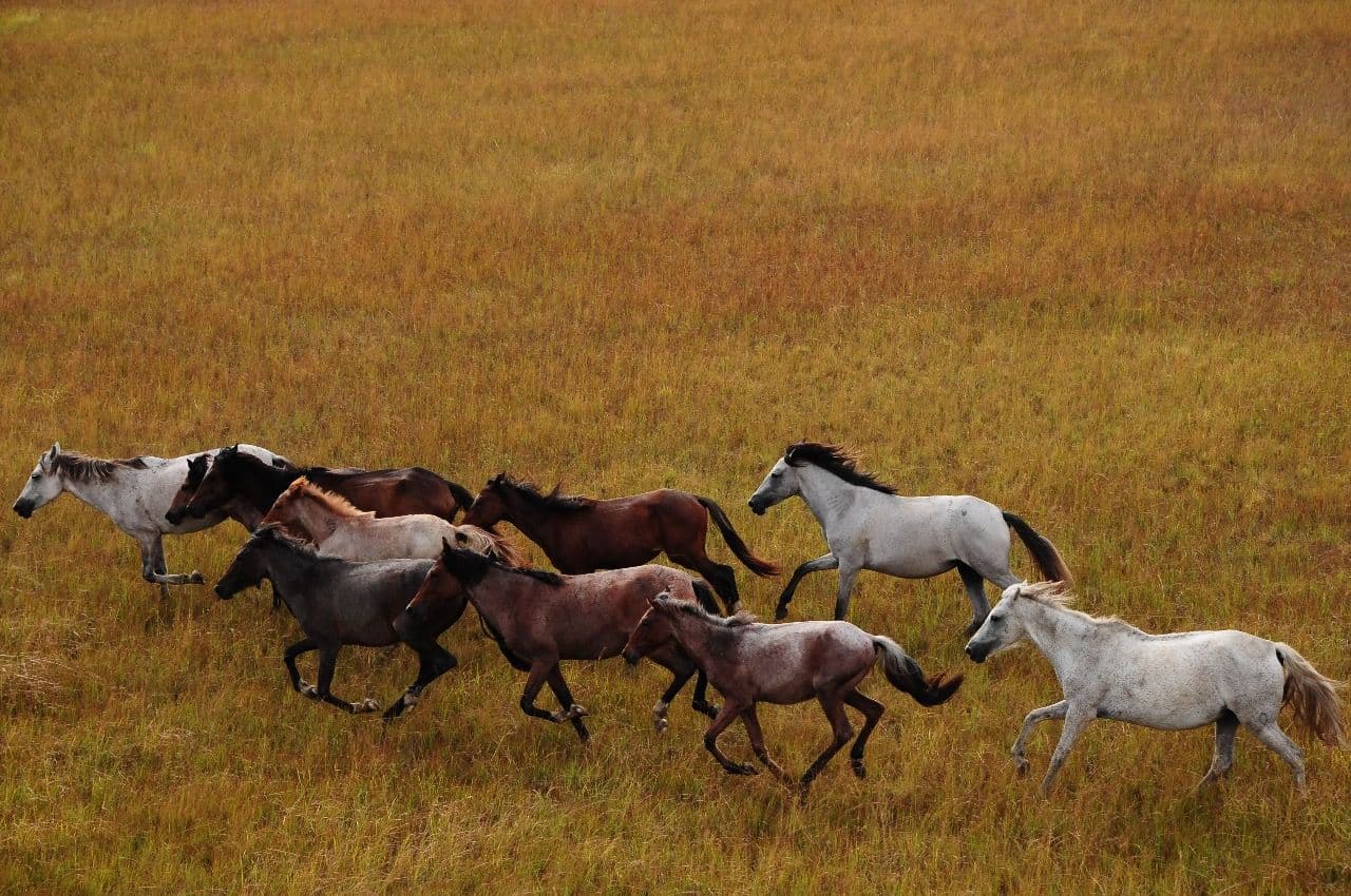 Lavradeiro: O Cavalo Selvagem Brasileiro na Amazônia