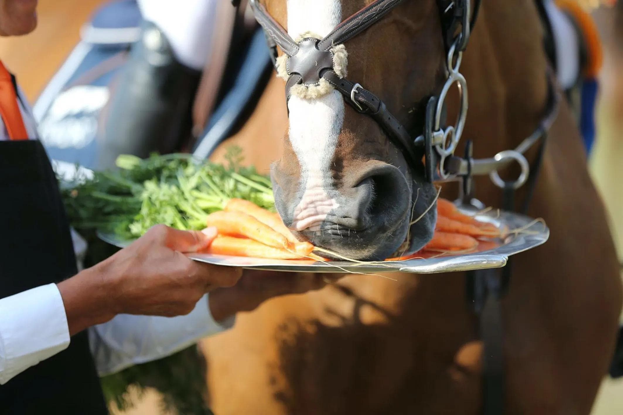 Como Escolher Guloseimas Saudáveis para Cavalos