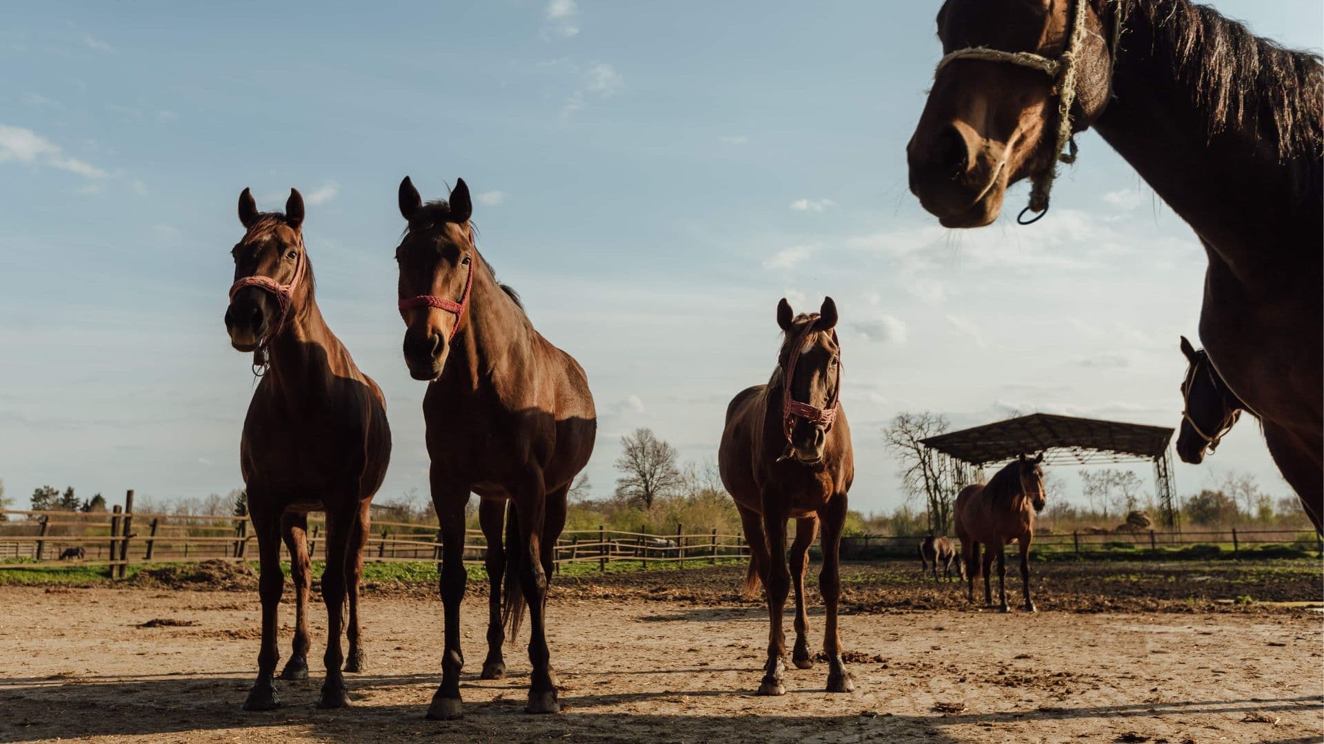 Encefalomielite Equina: Prevenção e Proteção Vital para Cavalos