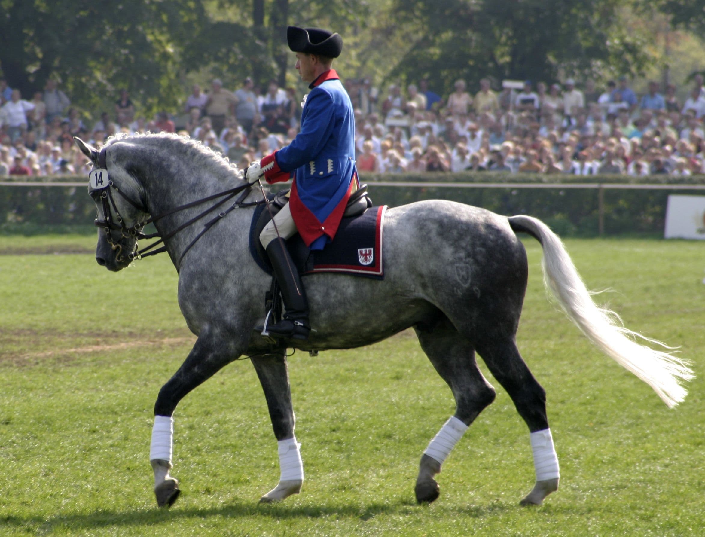 Cavalos e Suas Origens: O Prestígio do Cavalo Holsteiner