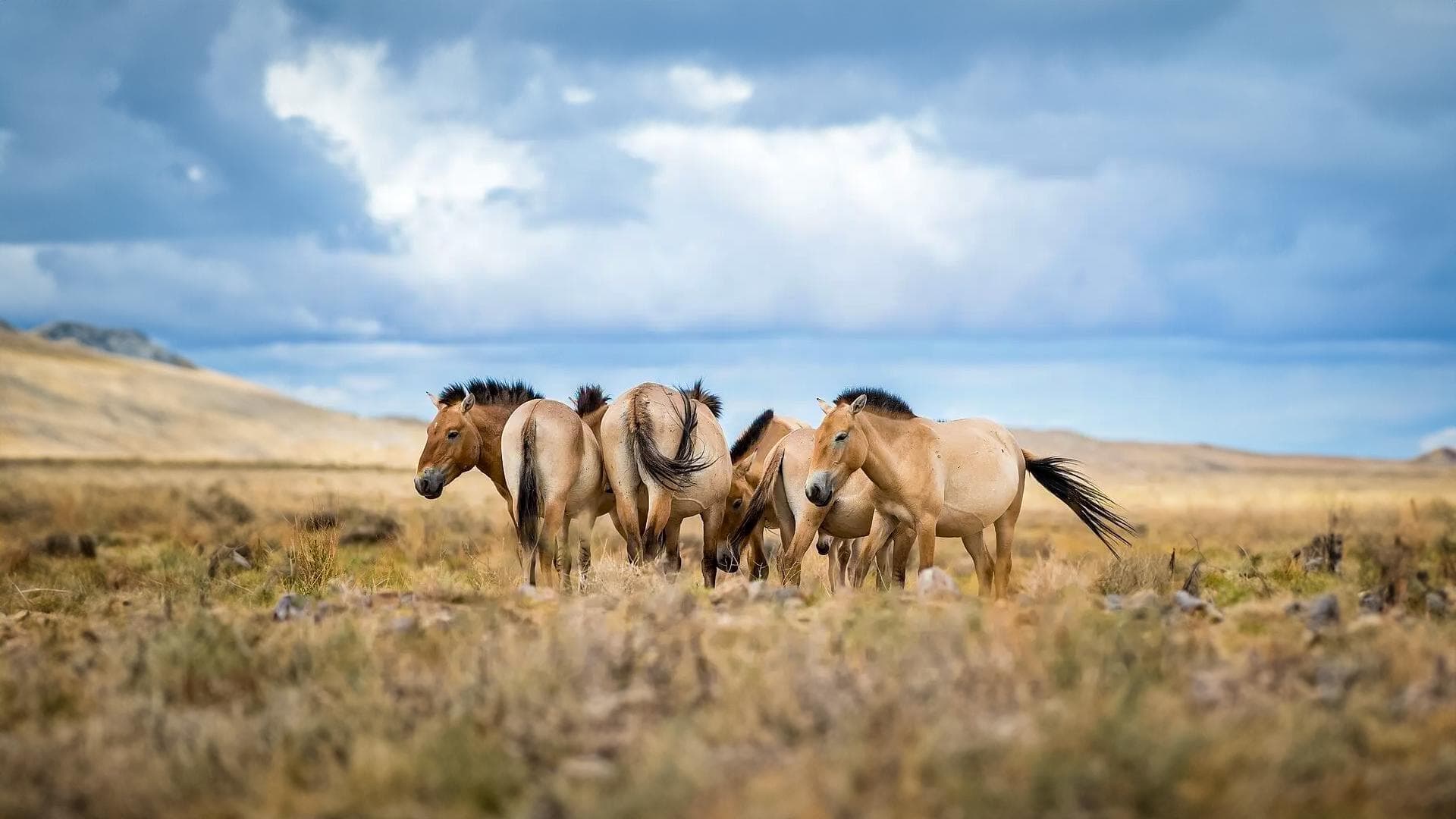 Cavalos e Suas Origens: O Fascinante e Selvagem Cavalo de Przewalski