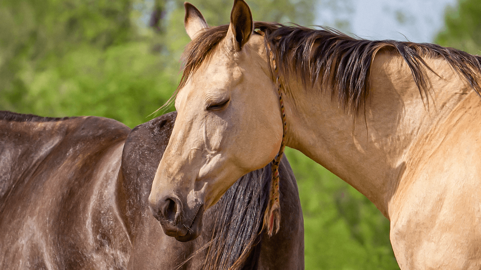Por Que os Cavalos Dormem em Pé? Mitos e Verdades Sobre o Sono Equino