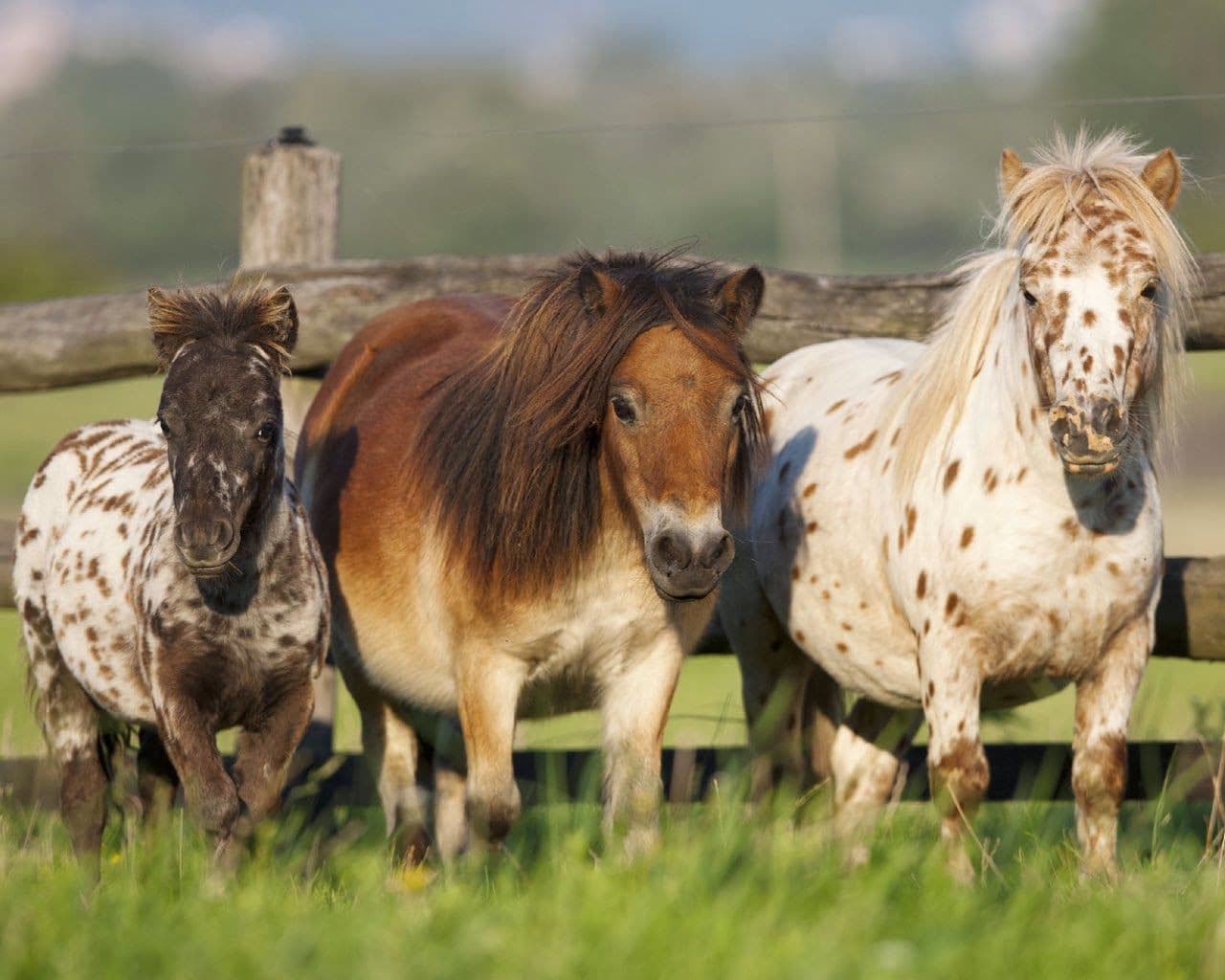 Cavalos e Suas Origens: O Encanto do Cavalo Falabella