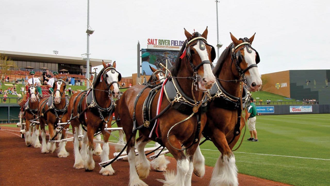 Cavalos e Suas Origens: A Imponente Raça Clydesdale