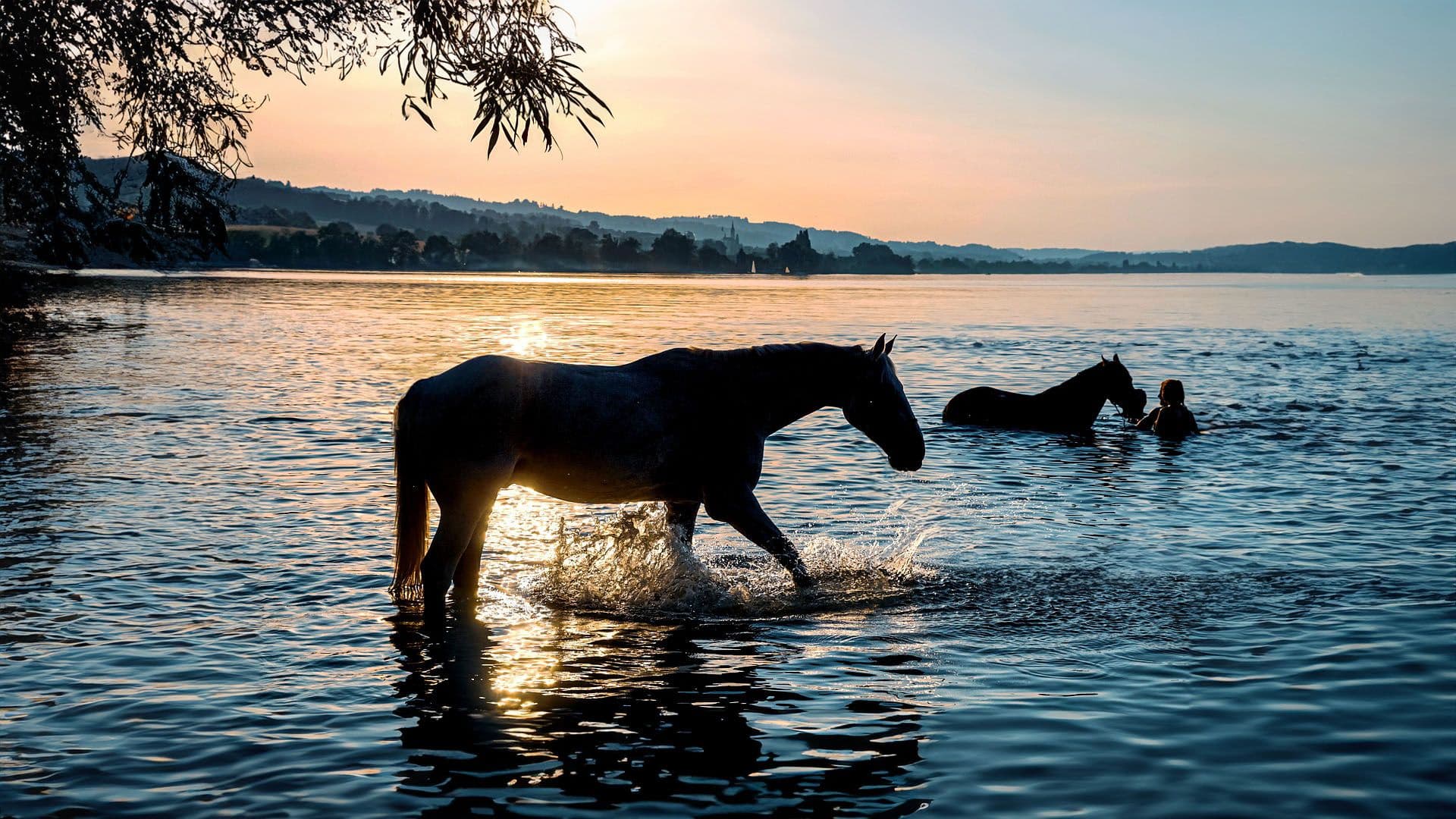 Como o Calor Afeta os Cavalos e Como Reduzir o Estresse Térmico