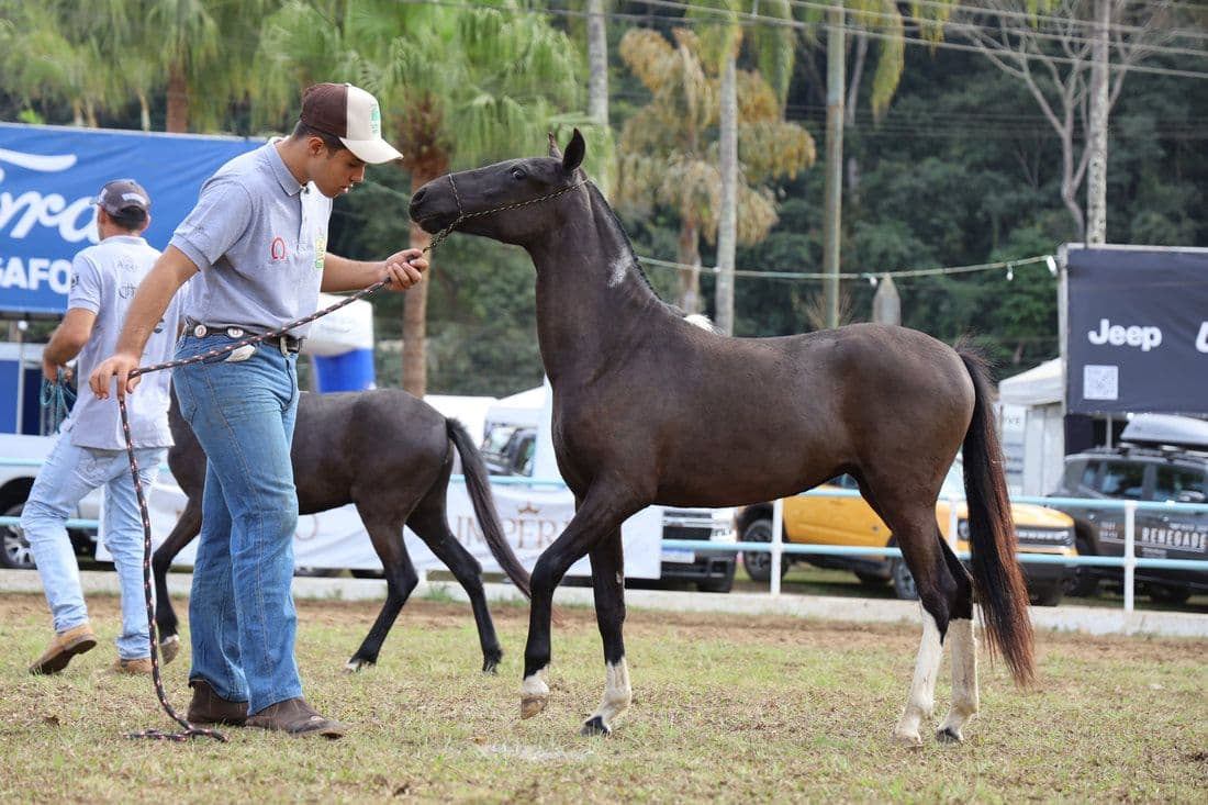 Cavalos e Suas Origens: Descubra o Cavalo Piquira, a Joia Pequena e Resistente do Brasil
