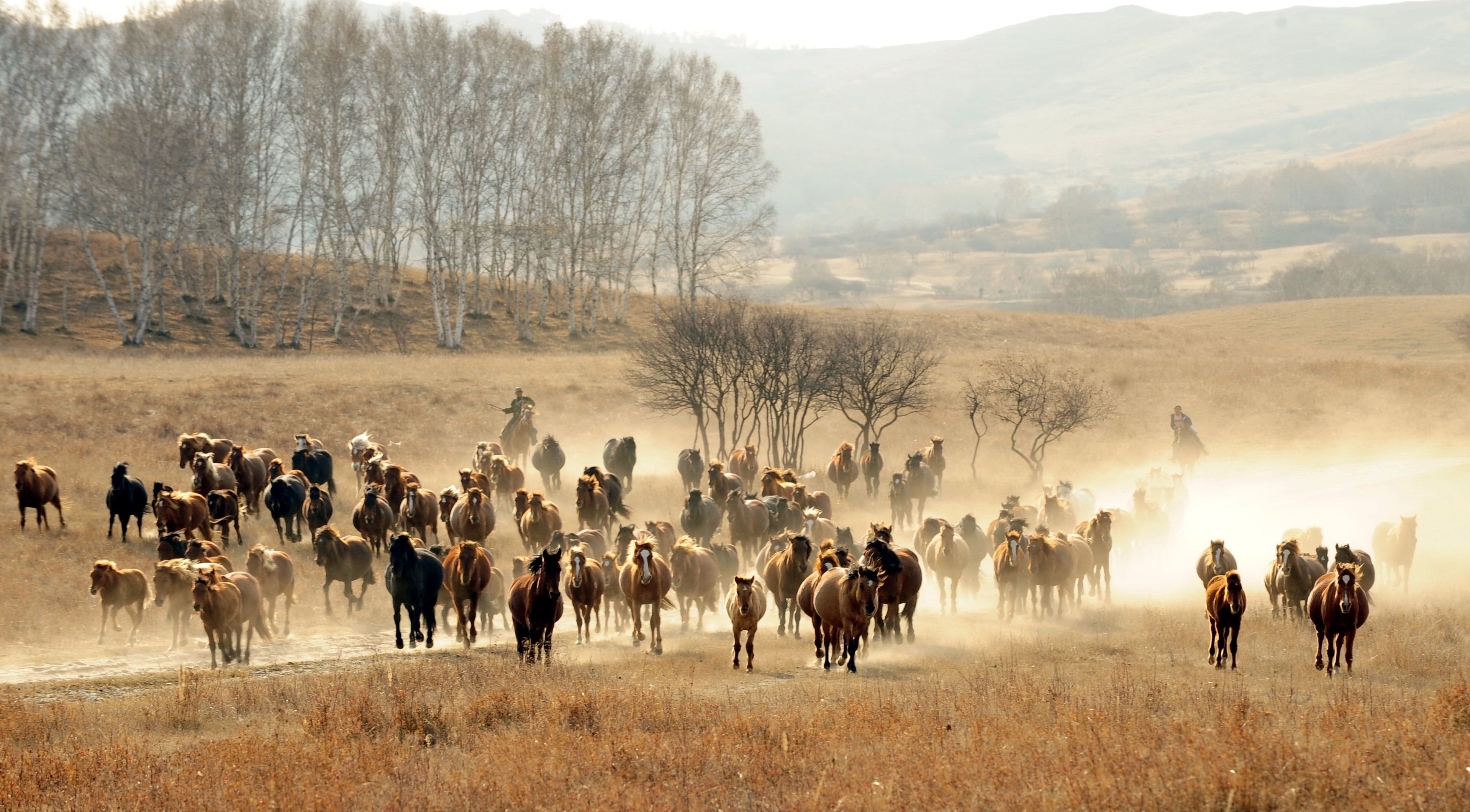 Cavalos e Suas Origens: A Herança do Cavalo Berbere