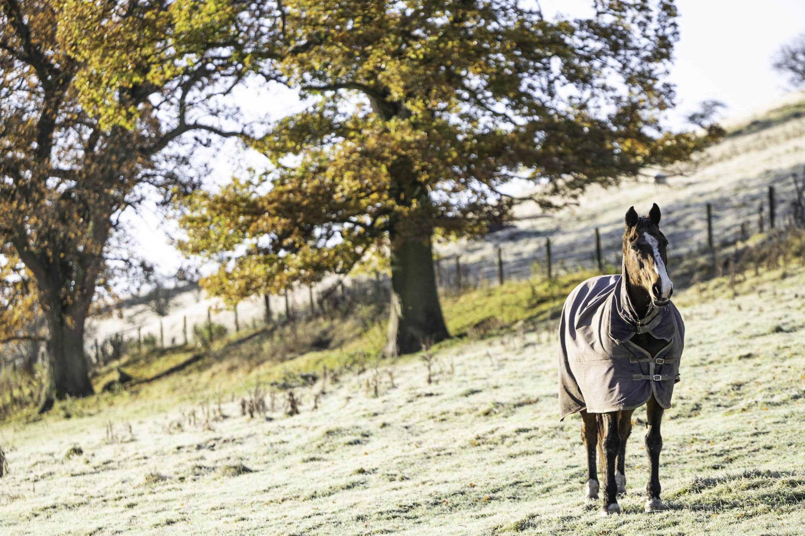 Cuidados de Inverno para Cavalos: Mantenha Seu Equino Saudável e Protegido