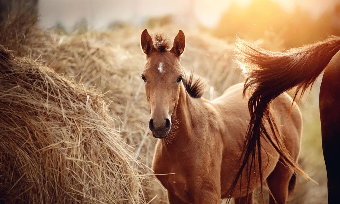 A Importância da Vigilância Contra a Influenza Equina na Saúde dos Cavalos