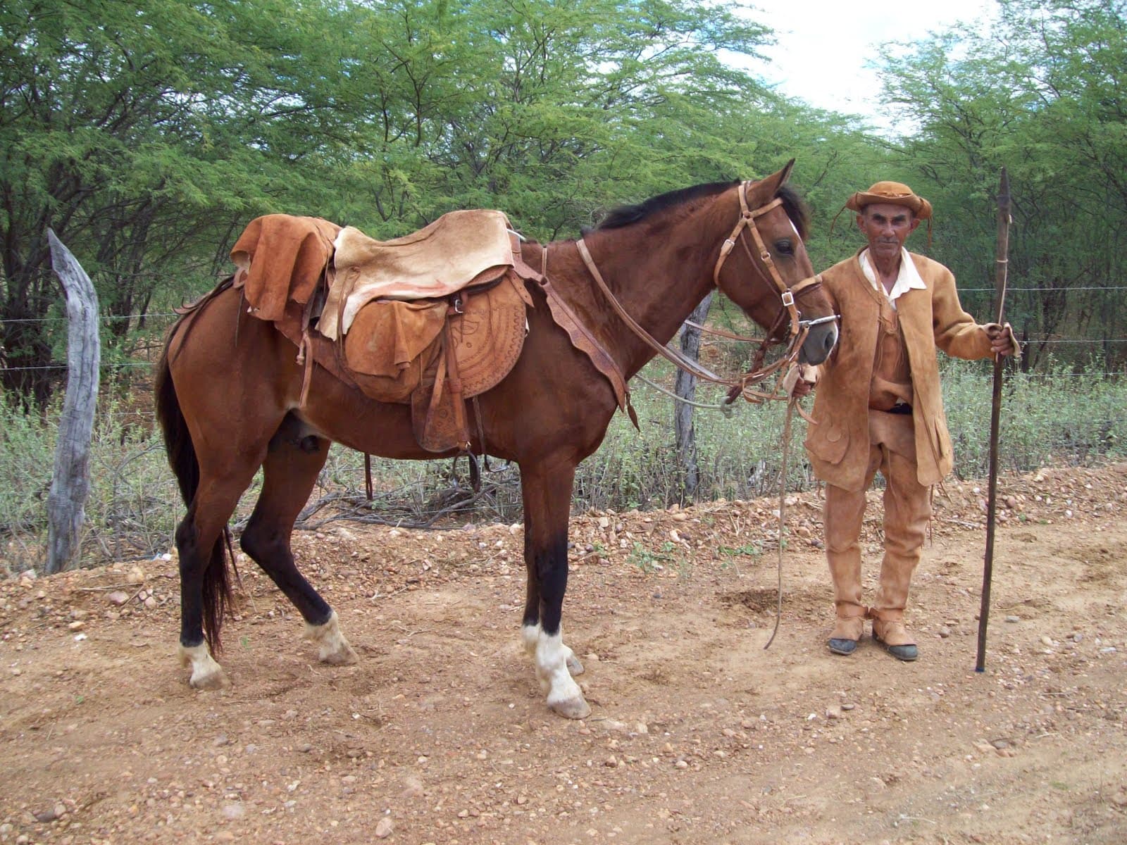 Cavalos e Suas Origens: Tudo Sobre o Cavalo Nordestino, a Resistente Raça do Sertão Brasileiro