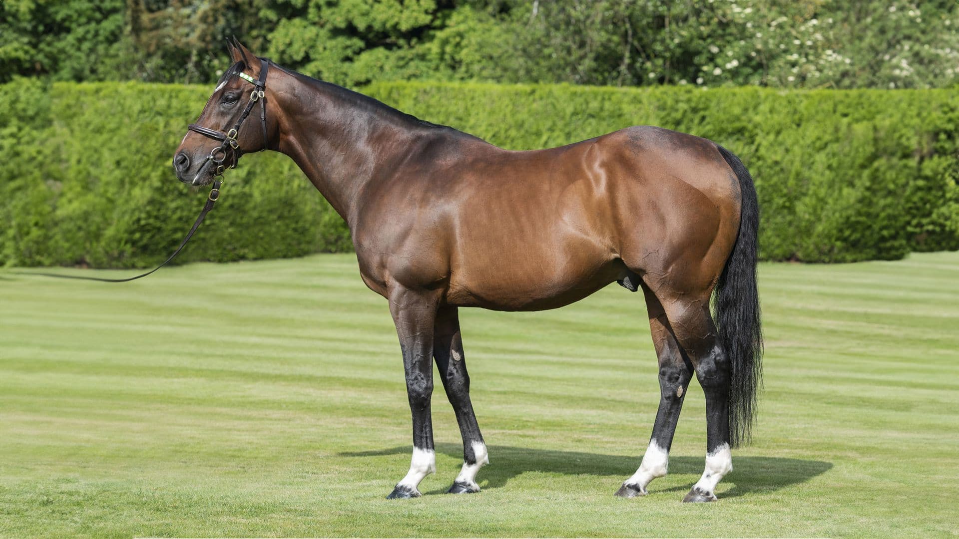 Cavalos Famosos: Frankel, o Invicto Que Redefiniu as Corridas