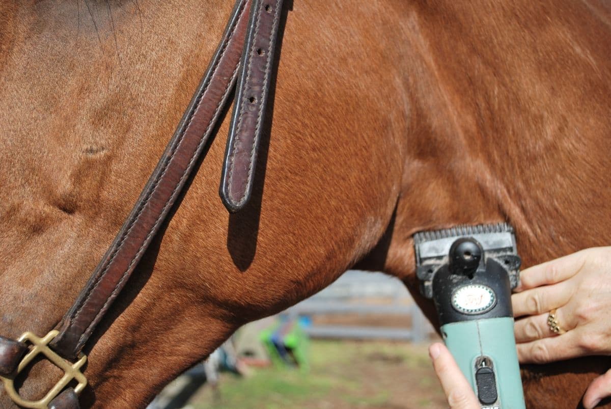 Tosa em Cavalos: Como Cuidar da Aparência e Saúde do Seu Animal
