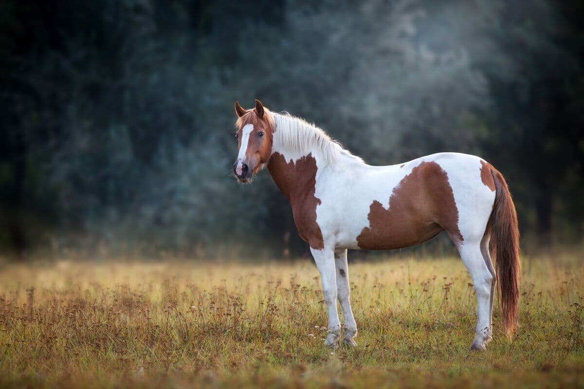 Cavalos e suas Origens: O Fascinante Mundo do Paint Horse
