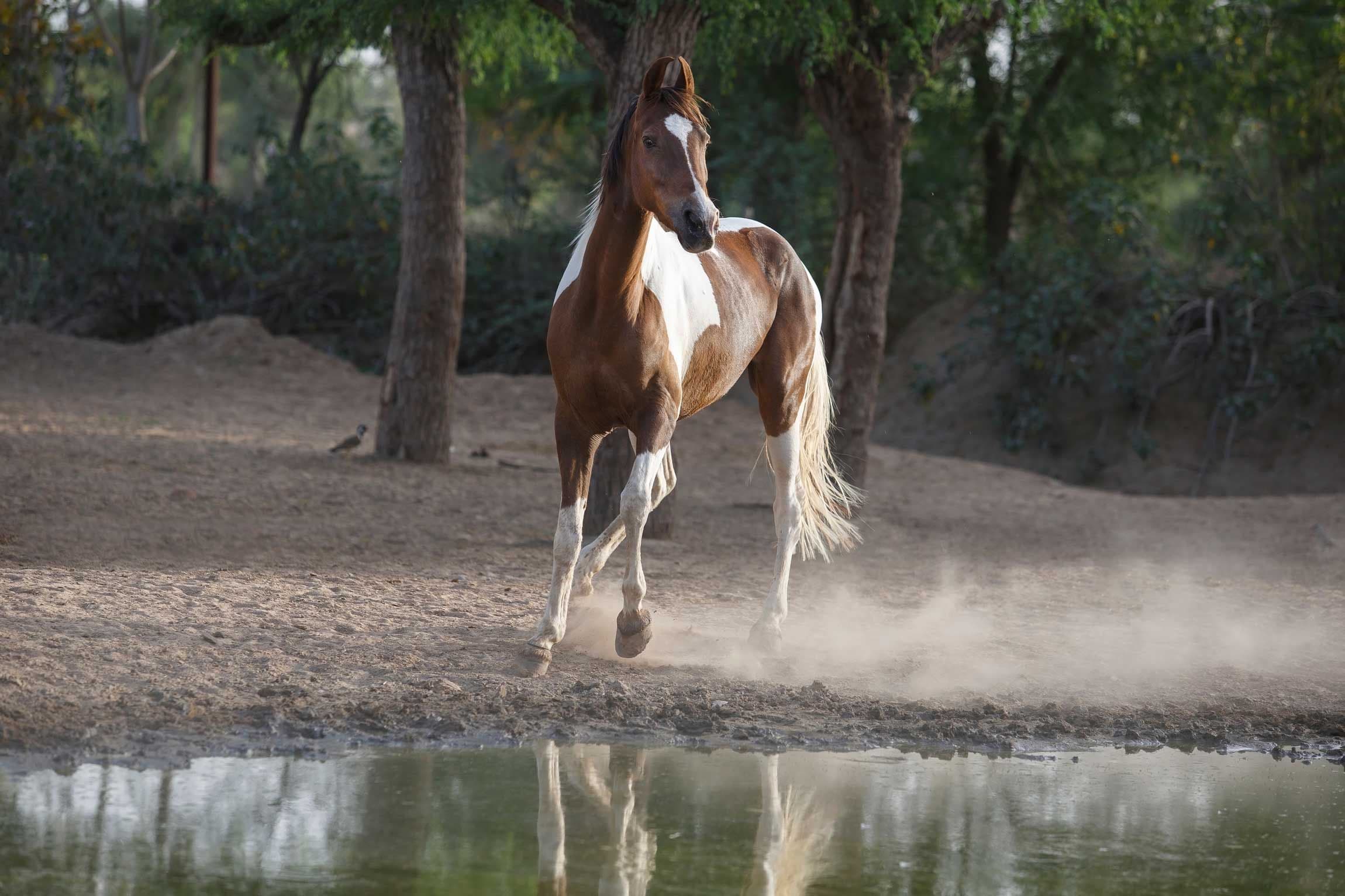 Cavalos e Suas Origens: A Elegância do Cavalo Marwari