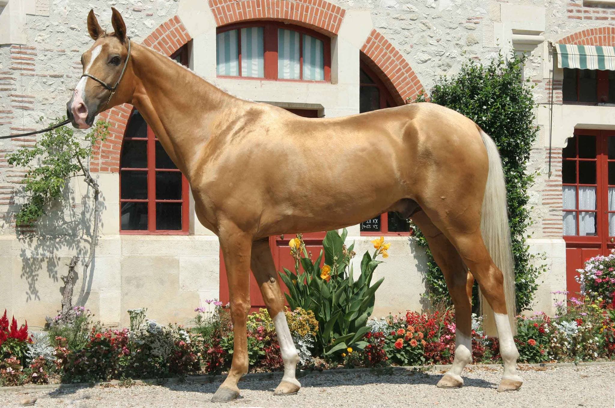 Cavalos e Suas Origens: A Beleza e Resistência do Akhal-Teke