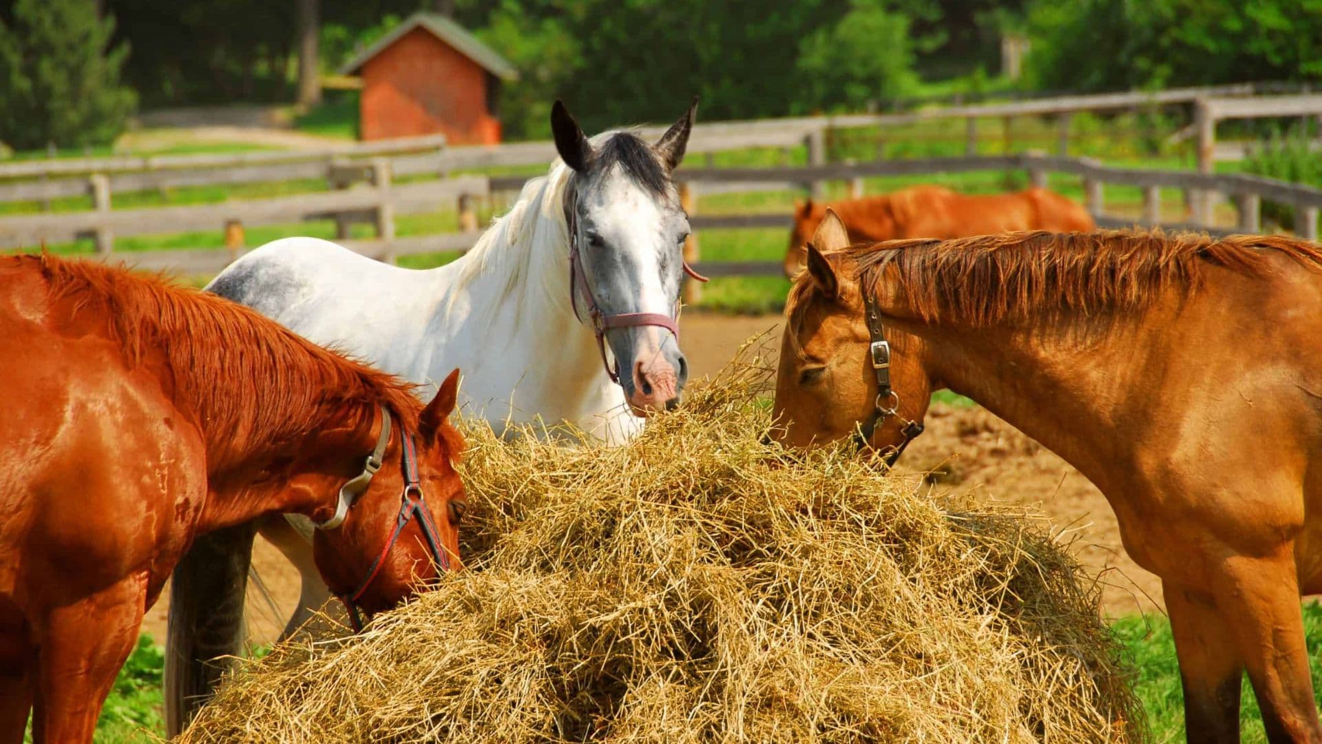 Superalimentos para Cavalos: Mitos e Verdades