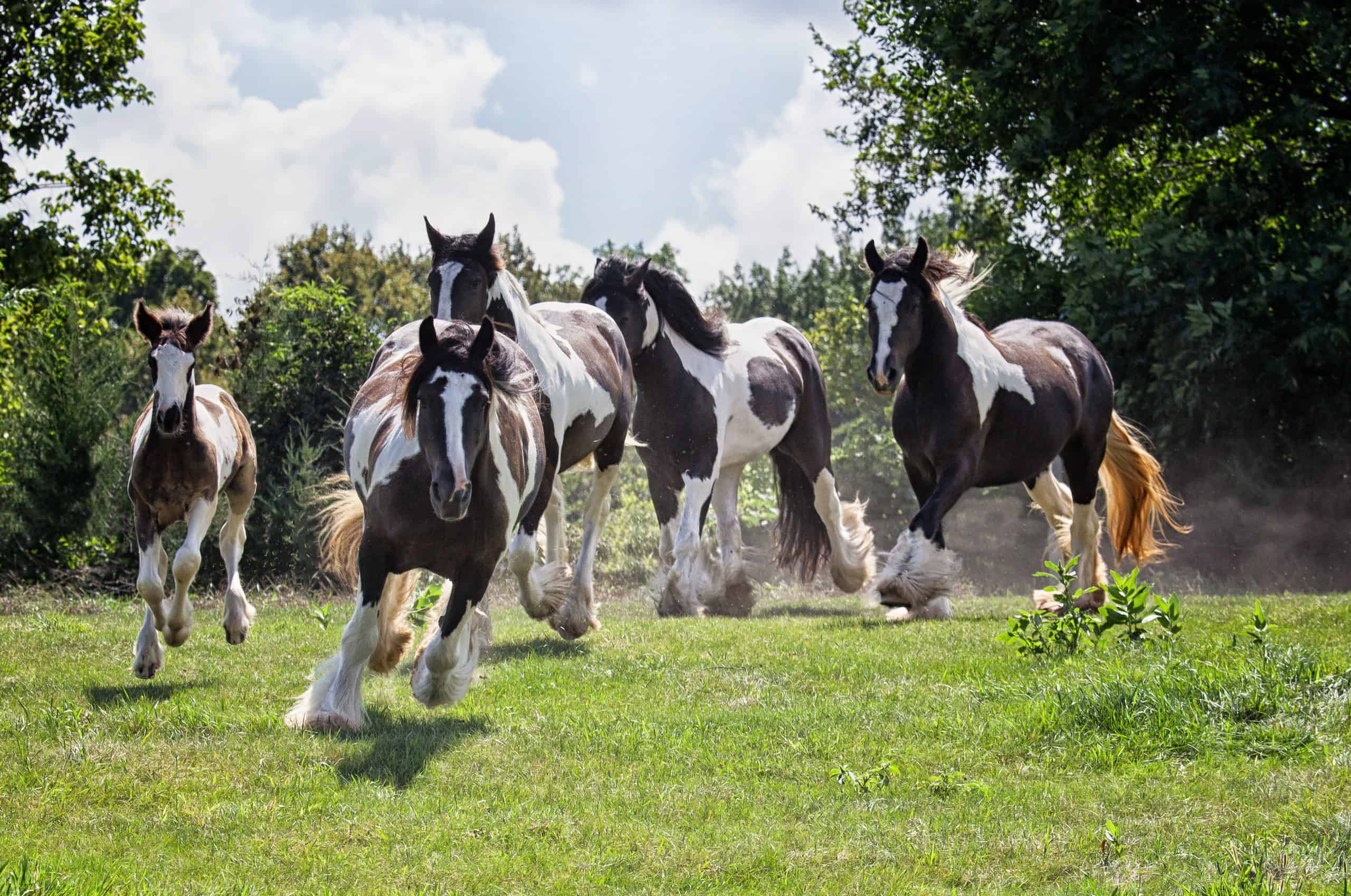 Cavalos e Suas Origens: A Elegância do Gypsy Vanner