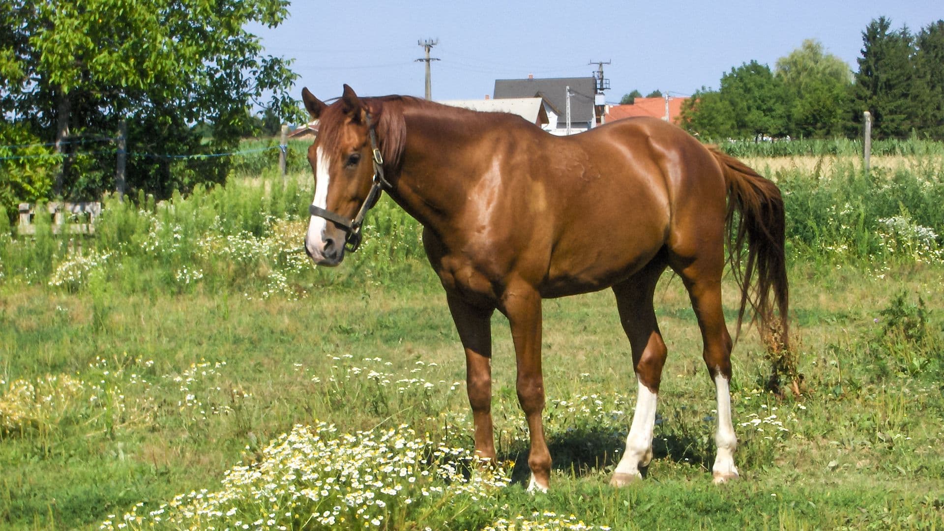 Cavalos e Suas Origens: O Cavalo Gidran, uma Joia da Equestre Húngara