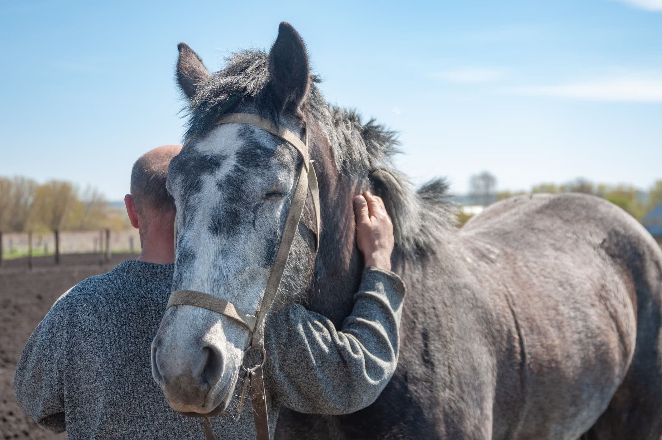 Como Interpretar os Sinais Corporais dos Cavalos: O que Seu Cavalo Está Tentando Dizer?