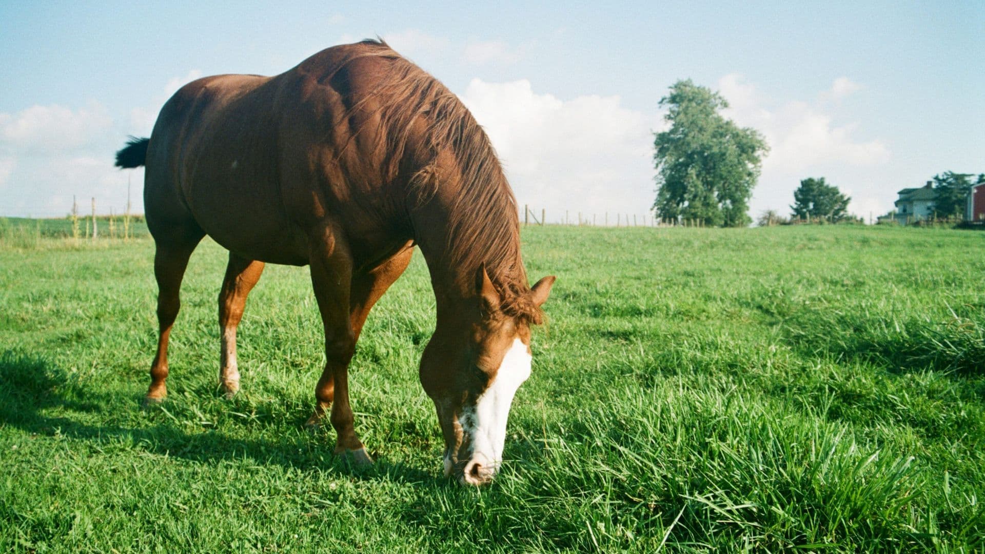 Os Benefícios do Pasto Rotacionado para a Saúde dos Cavalos